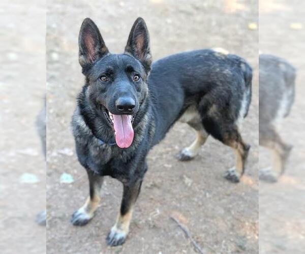 Medium Photo #2 German Shepherd Dog Puppy For Sale in Sacramento, CA, USA