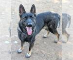 Small Photo #2 German Shepherd Dog Puppy For Sale in Sacramento, CA, USA