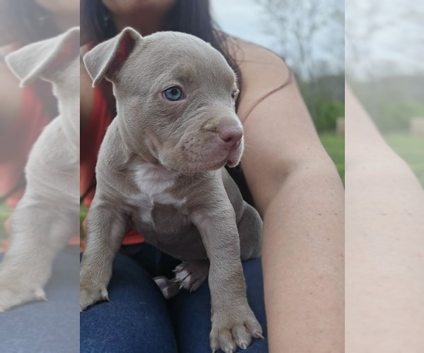 Medium Photo #4 American Bully Puppy For Sale in WEST MILTON, OH, USA