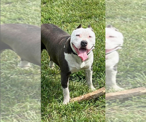 Father of the American Pit Bull Terrier puppies born on 05/11/2025