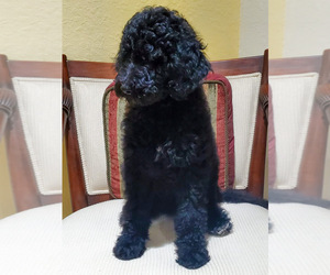 Poodle (Standard) Puppy for Sale in HOMESTEAD, Florida USA