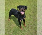 Small #5 Rottweiler