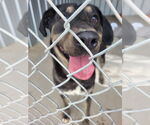 Small #6 Labrador Retriever Mix
