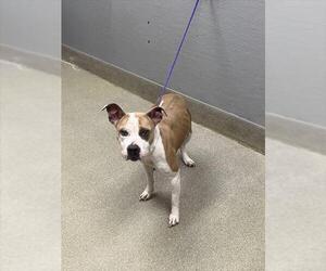 Mutt Dogs for adoption in Las Vegas, NV, USA