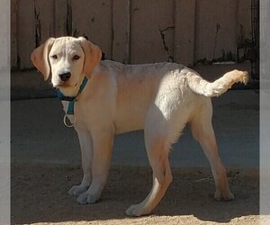 Labrador Retriever Puppy for sale in CALIENTE, CA, USA