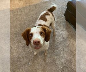 Brittany Dogs for adoption in Curwensville, PA, USA