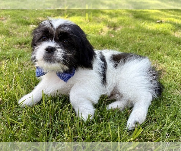 Medium Photo #7 Shih Tzu Puppy For Sale in FAIR HAVEN, MI, USA