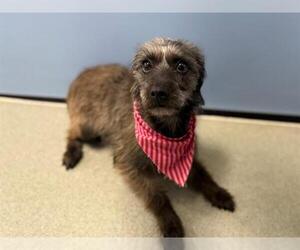 Cairn Terrier-Unknown Mix Dogs for adoption in San Clemente, CA, USA