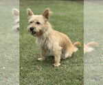 Small #1 Cairn Terrier Mix