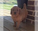Small Photo #1 Goldendoodle-Poodle (Miniature) Mix Puppy For Sale in SOMERSET, OH, USA
