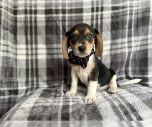 Beagle Puppy for Sale in LAKELAND, Florida USA