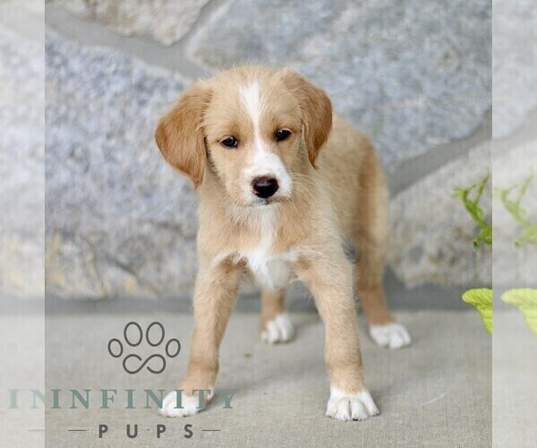 Medium Photo #1 Miniature Labradoodle Puppy For Sale in BIRD IN HAND, PA, USA