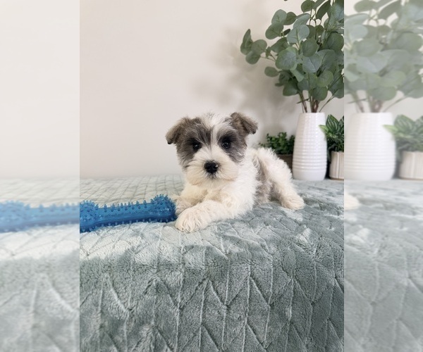 Medium Photo #3 Schnauzer (Miniature) Puppy For Sale in GREENFIELD, IN, USA
