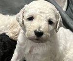 Small Photo #9 Poodle (Standard) Puppy For Sale in DRESDEN, TN, USA