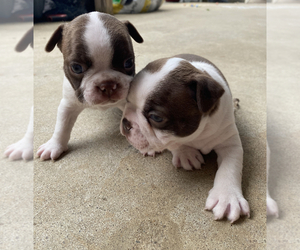 Boston Terrier Puppy for sale in BELVEDERE, SC, USA