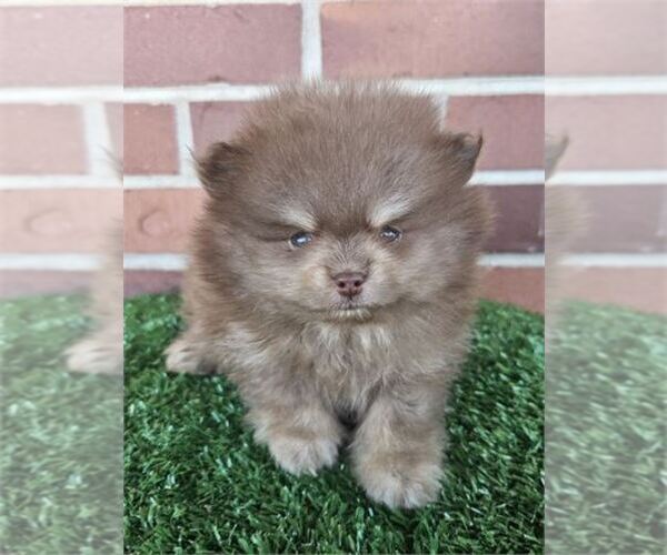 Medium Photo #24 Pomeranian Puppy For Sale in JACKSONVILLE, FL, USA