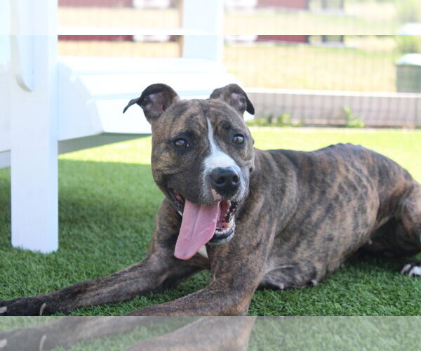 Medium Photo #1 Boxer-Unknown Mix Puppy For Sale in Chestertown, MD, USA