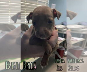 Chihuahua-Unknown Mix Dogs for adoption in Woodbury, NY, USA