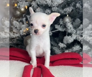 Chihuahua Puppy for sale in CHARLOTTE, NC, USA