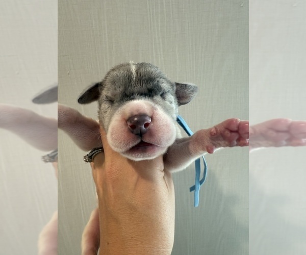 Medium Photo #40 Great Dane Puppy For Sale in HALLETTSVILLE, TX, USA