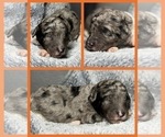 Puppy Draco Goldendoodle