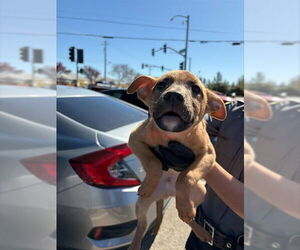 Rhodesian Ridgeback-Unknown Mix Dogs for adoption in Stockton, CA, USA