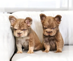 French Bulldog Puppy for sale in FORT LAUDERDALE, FL, USA