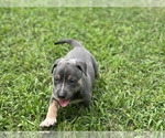Small Photo #2 American Bully-Belgian Malinois Mix Puppy For Sale in GREENVILLE, NC, USA