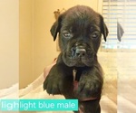 Puppy Puppy 3 Cane Corso