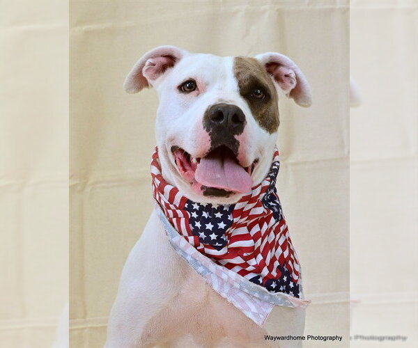 Medium Photo #3 American Pit Bull Terrier-Unknown Mix Puppy For Sale in Ocala, FL, USA