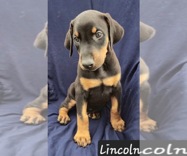 Medium Photo #4 Doberman Pinscher Puppy For Sale in POMEROY, OH, USA
