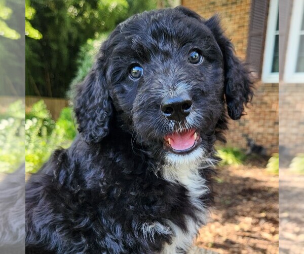 Medium Photo #1 F2 Aussiedoodle Puppy For Sale in COLUMBIA, TN, USA