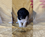 Puppy 6 F2 Aussiedoodle-Poodle (Miniature) Mix
