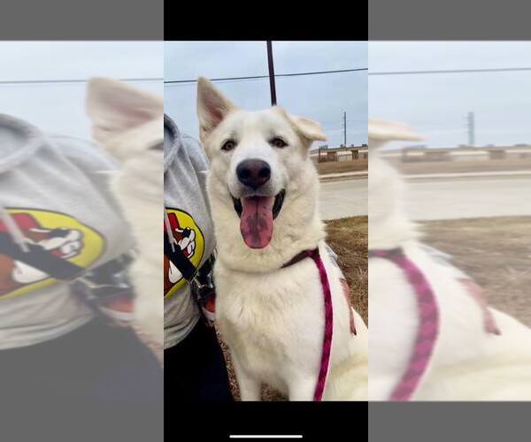 Medium Photo #1 Siberian Husky-Unknown Mix Puppy For Sale in Rowlett, TX, USA