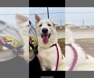 Siberian Husky-Unknown Mix Dogs for adoption in Rowlett, TX, USA