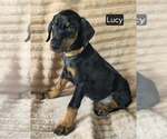 Small #2 Doberman Pinscher