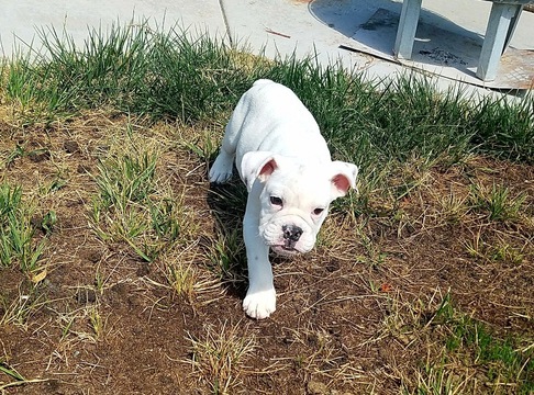 Medium Photo #1 Bulldog Puppy For Sale in LOS ANGELES, CA, USA