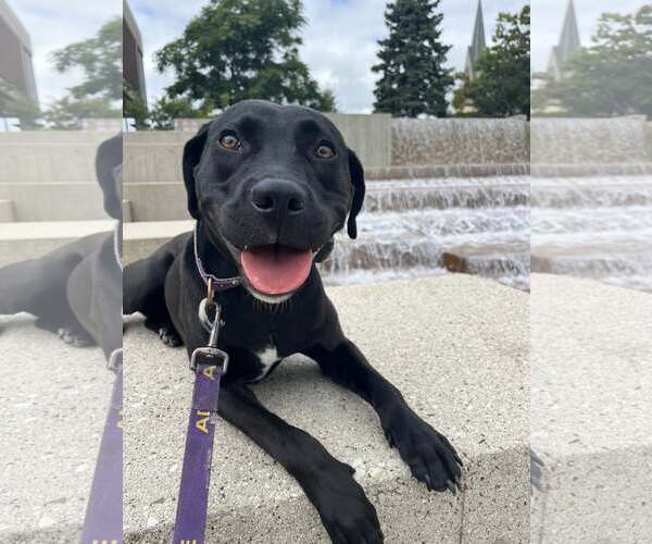 Medium Photo #6 Labrador Retriever-Unknown Mix Puppy For Sale in Sheboygan, WI, USA