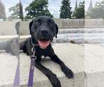 Small #5 Labrador Retriever Mix