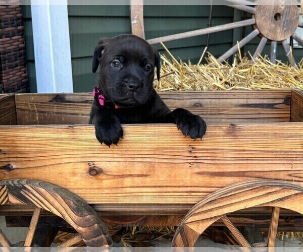 Medium Photo #31 Rotticorso Puppy For Sale in REEVESVILLE, SC, USA