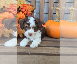 Miniature Australian Shepherd-Poodle (Toy) Mix Puppy for sale in LEBANON, MO, USA