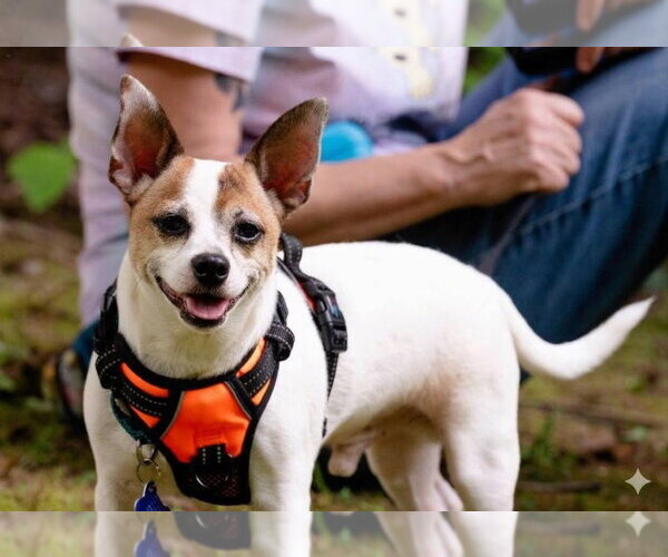 Medium Photo #7 Jack Chi Puppy For Sale in Ellijay, GA, USA