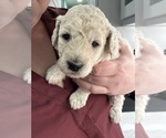 Small Photo #17 Poodle (Standard) Puppy For Sale in LEXINGTON, SC, USA