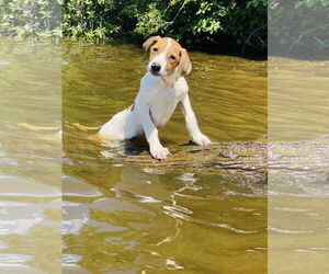 Labrador Retriever Dogs for adoption in Winter, WI, USA