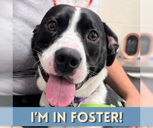 Labrador Retriever-Unknown Mix Dogs for adoption in Alameda, CA, USA