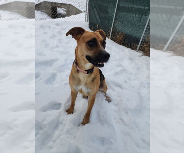 Medium Photo #7 Mutt Puppy For Sale in Evansville, IN, USA