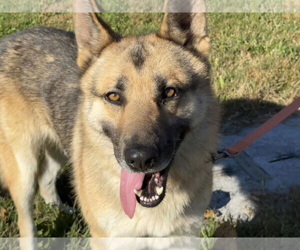 Medium Photo #1 German Shepherd Dog-Unknown Mix Puppy For Sale in Millersville, MD, USA