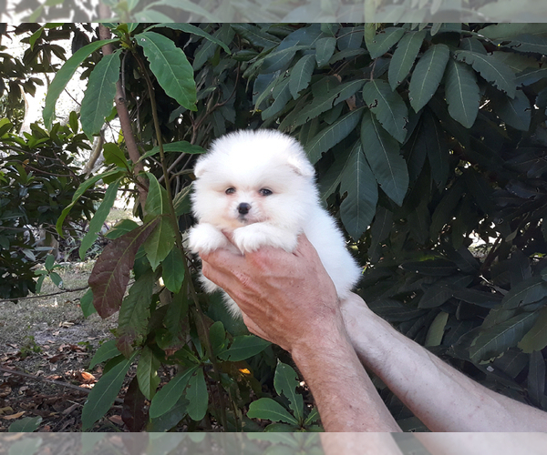 Medium Photo #14 Pomeranian Puppy For Sale in WEST PALM BEACH, FL, USA