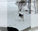 Small #25 Border Collie