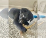 Small Photo #2 Labrador Retriever Puppy For Sale in GINTER, PA, USA